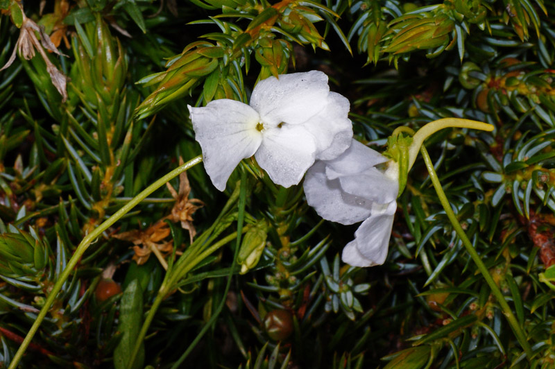 Viola corsica subsp. limbarae / Viola del Limbara